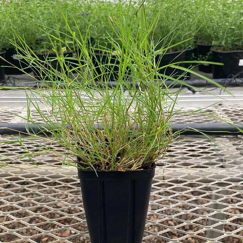 Dog Tuff™ Grass - Image 3