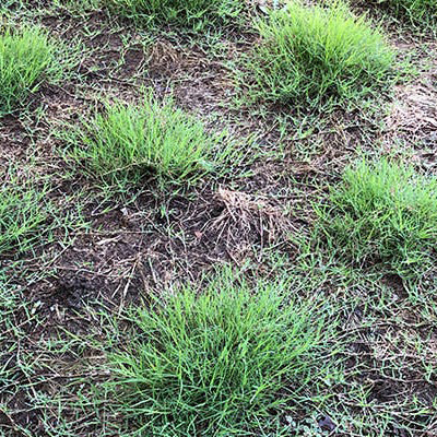 Dog Tuff™ Grass - Image 4