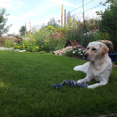 Dog Tuff™ Grass - Image 5