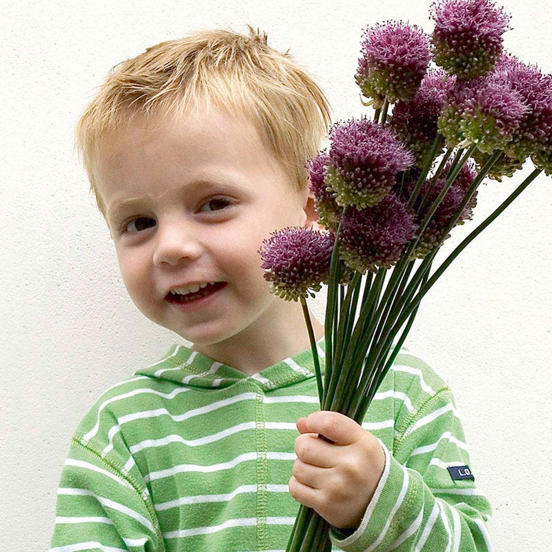 Drumstick Allium - Image 3