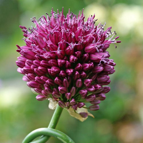 Drumstick Allium - Image 4