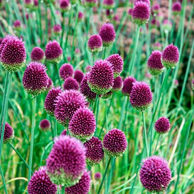 Drumstick Allium - Image 5