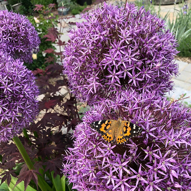 Globemaster Allium - Image 2