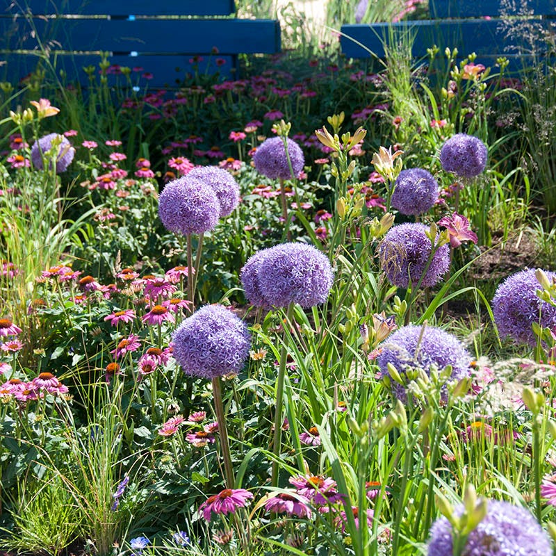 Globemaster Allium - Image 3