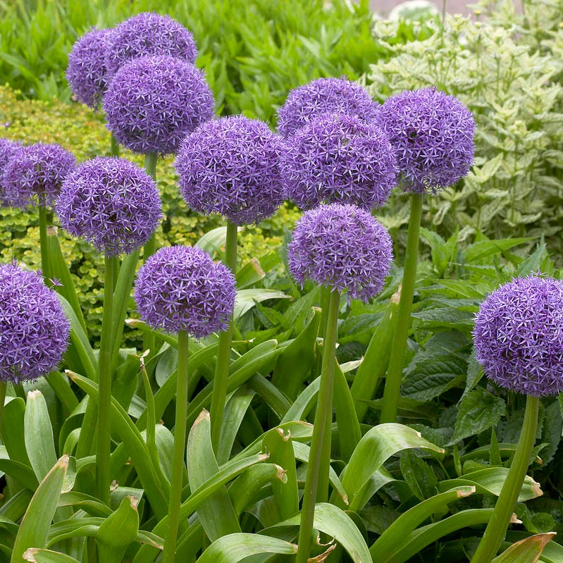 Globemaster Allium - Image 4