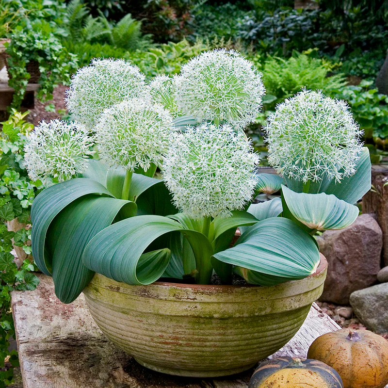 Ivory Queen Allium - Image 3