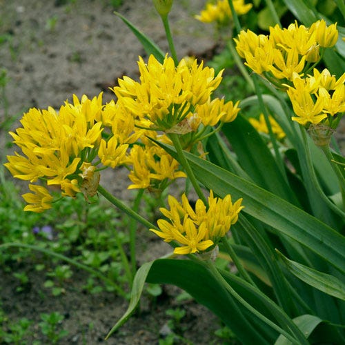 Jeannine Yellow Allium - Image 3