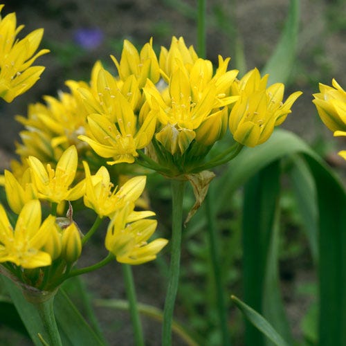 Jeannine Yellow Allium - Image 4