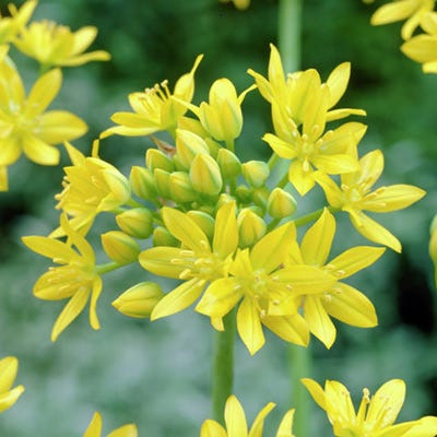 Jeannine Yellow Allium - Image 6