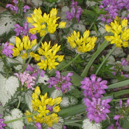 Jeannine Yellow Allium - Image 7