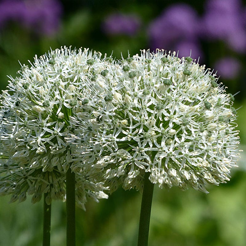 Mount Everest Allium - Image 3