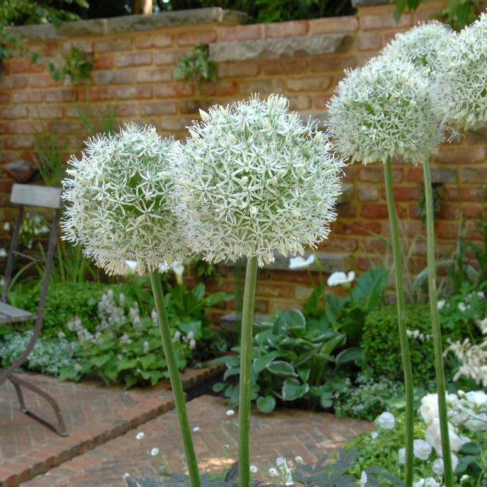 Mount Everest Allium - Image 4