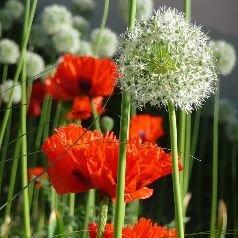 Mount Everest Allium - Image 5