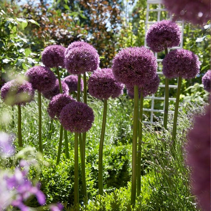 Pinball Wizard Allium - Image 3