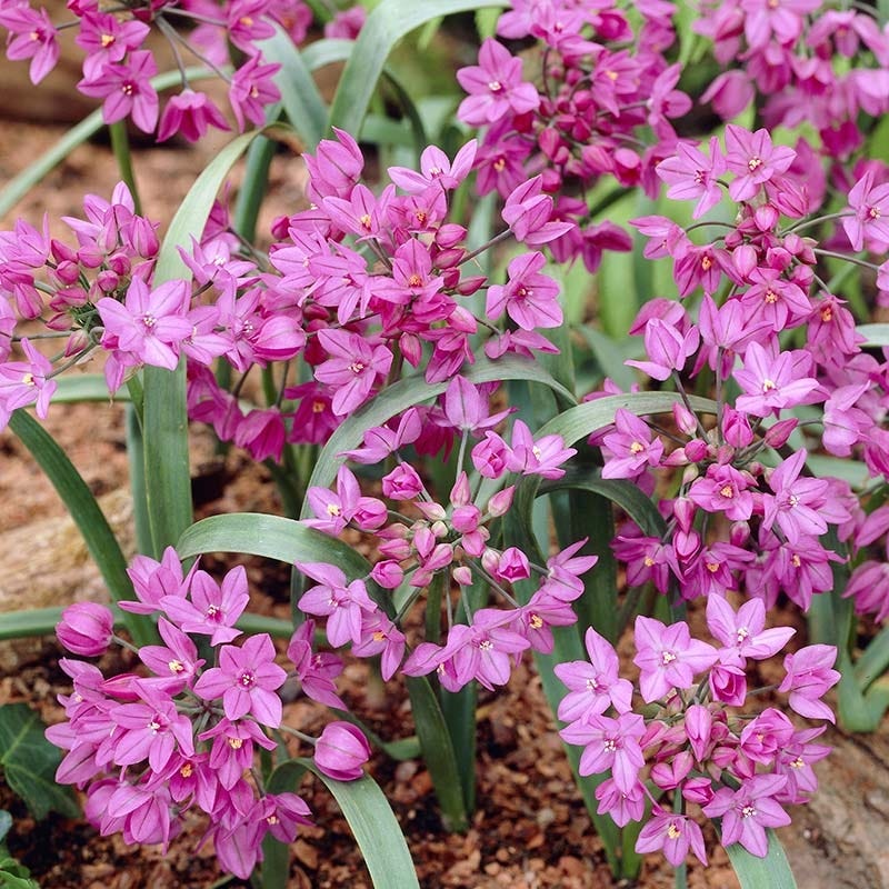 Pink Allium - Image 3