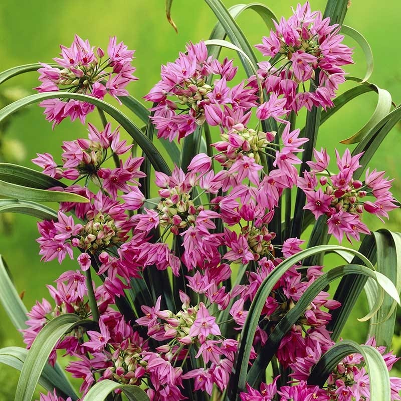 Pink Allium - Image 4