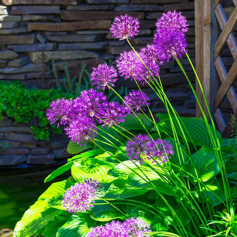 Purple Sensation Allium - Image 2