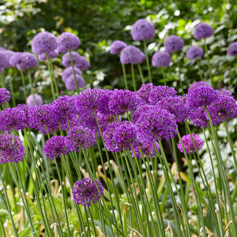 Purple Sensation Allium - Image 3