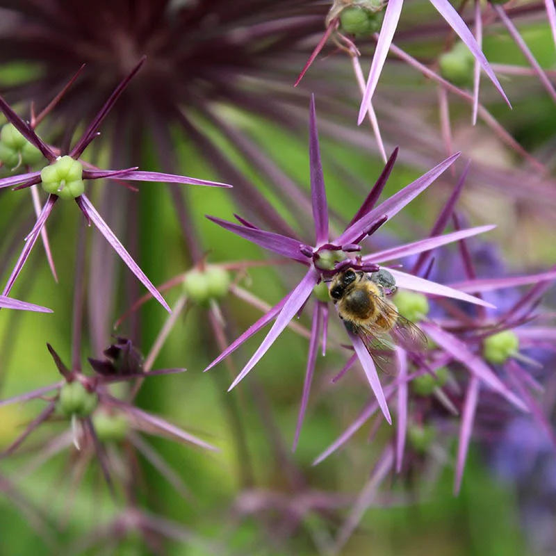 Star Of Persia Allium - Image 3