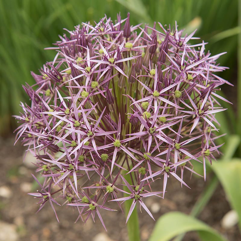 Star Of Persia Allium - Image 4