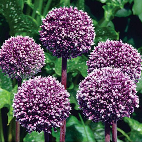 Summer Drummer Allium - Image 2