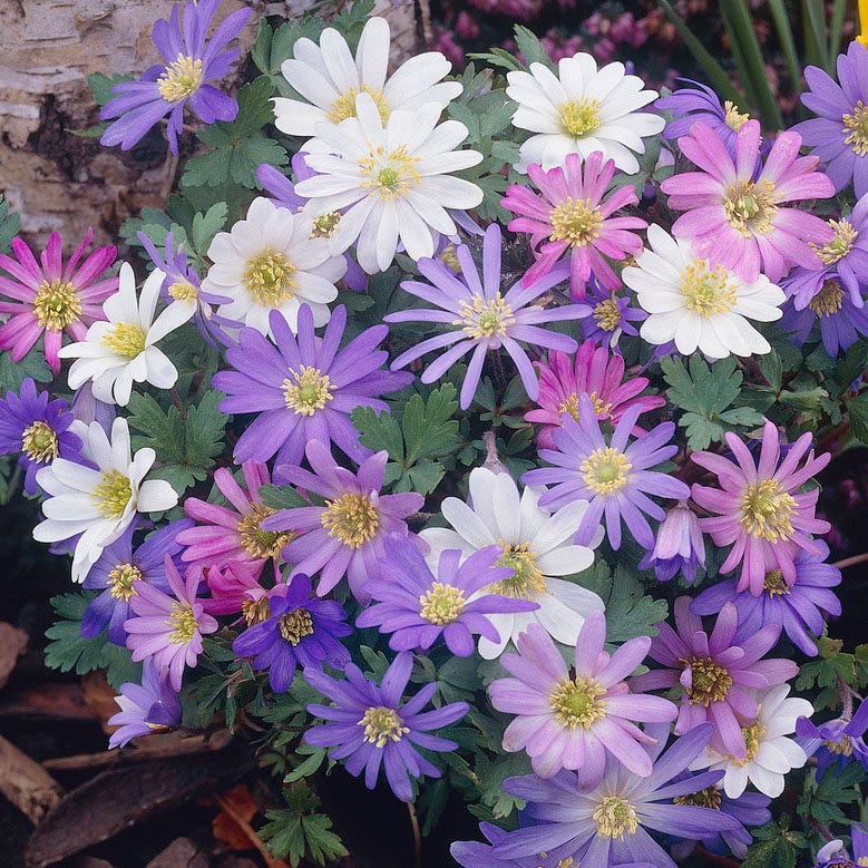 Anemone blanda Mix - Image 3