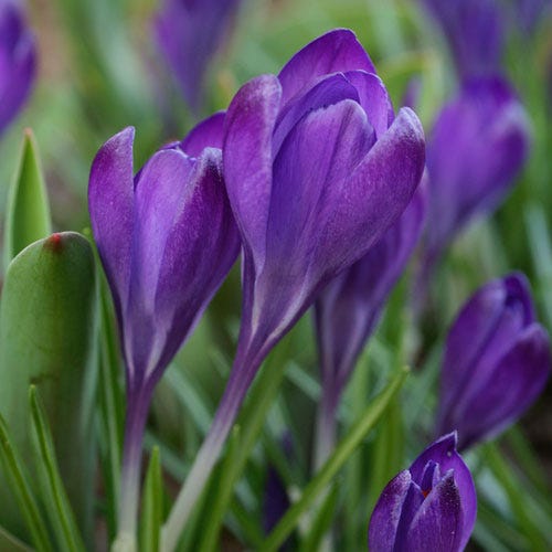 Tommasini's Ruby Giant Crocus - Image 5