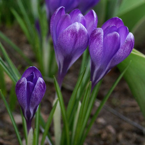 Tommasini's Ruby Giant Crocus - Image 6