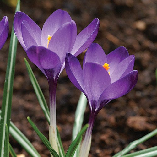 Tommasini's Ruby Giant Crocus - Image 7