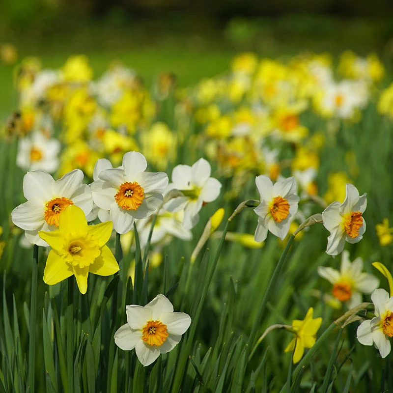 Endless Daffodil Bulb Collection - Image 3