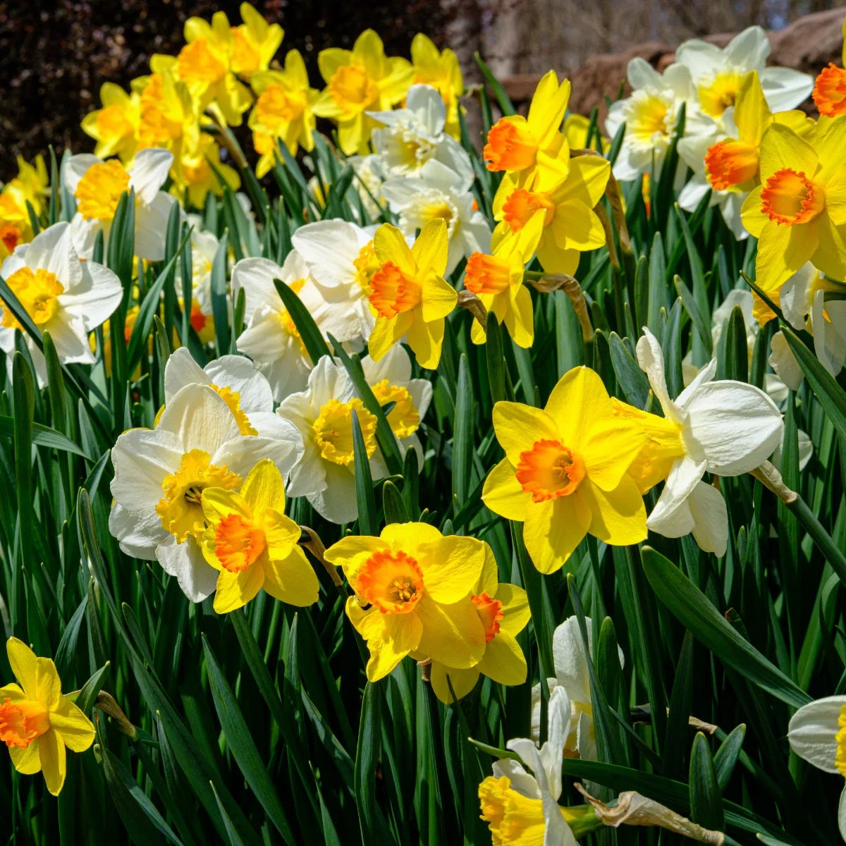 Endless Daffodil Bulb Collection - Image 4