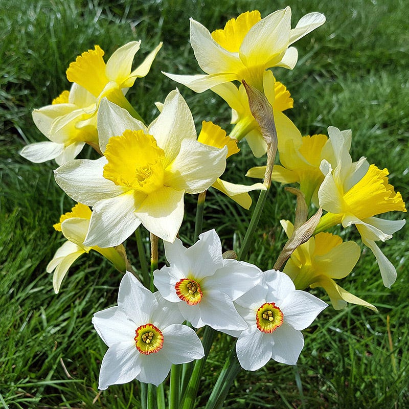 Endless Daffodil Bulb Collection - Image 5