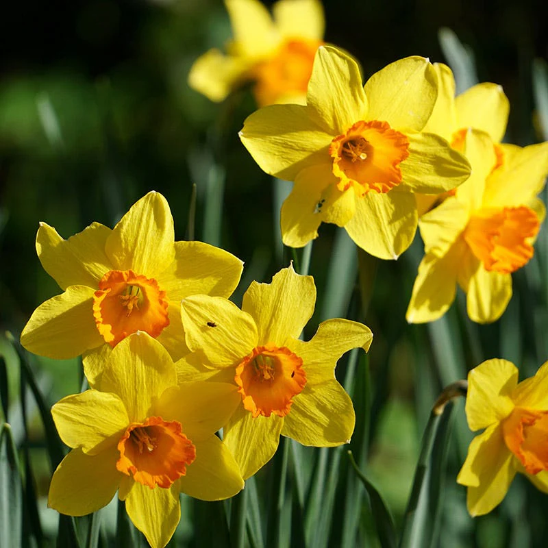 Endless Daffodil Bulb Collection - Image 6