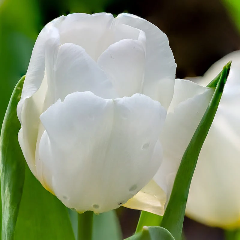 Hakuun Darwin Tulip - Image 3