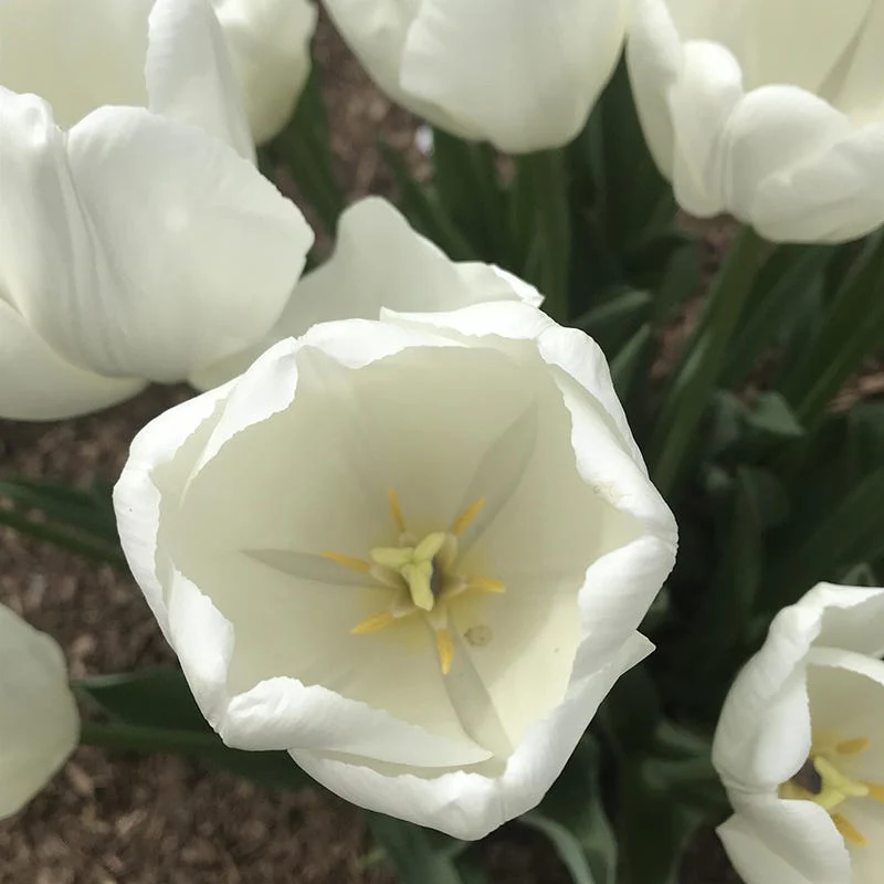 Hakuun Darwin Tulip - Image 4