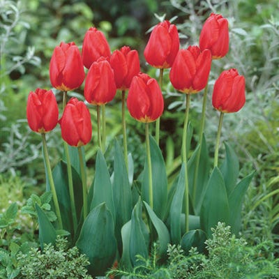 Oxford Darwin Tulip - Image 4