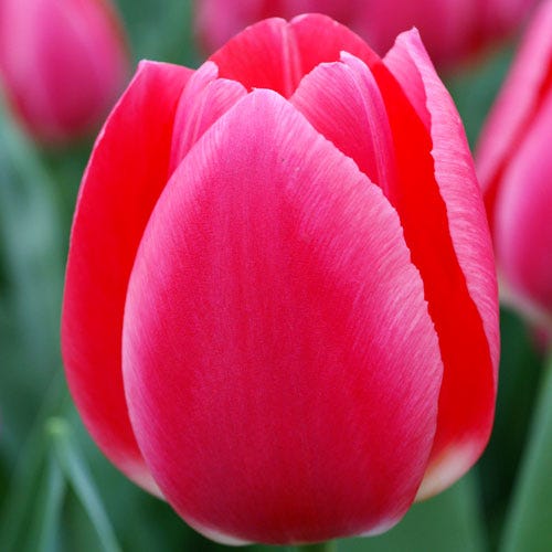 Rosy Delight Darwin Tulip - Image 3