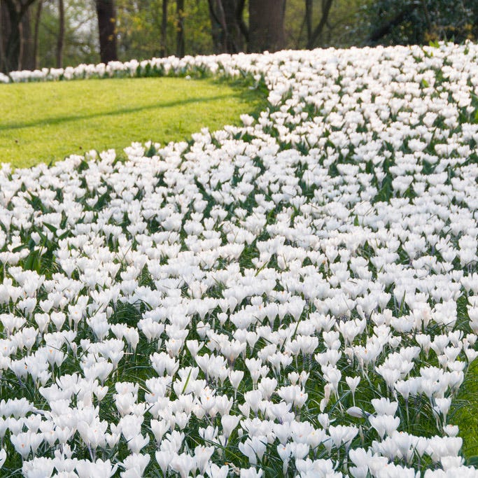 Joan of Arc Dutch Crocus - Image 2