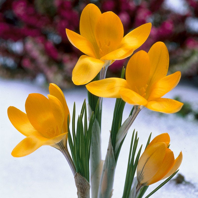 Yellow Mammoth Dutch Crocus - Image 2