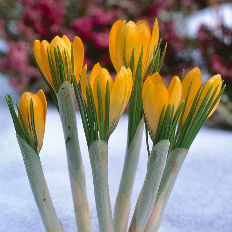 Yellow Mammoth Dutch Crocus - Image 3