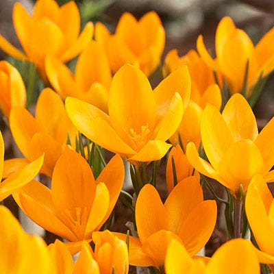 Yellow Mammoth Dutch Crocus - Image 4