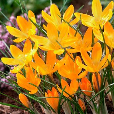 Yellow Mammoth Dutch Crocus - Image 5