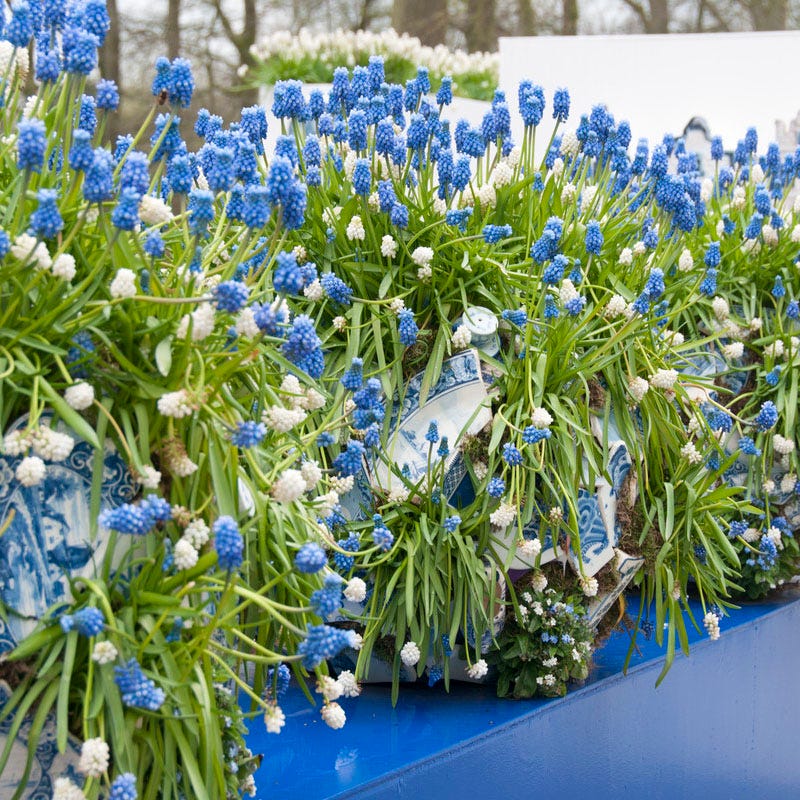 Early Spring Blooming Bulb Collection - Image 3