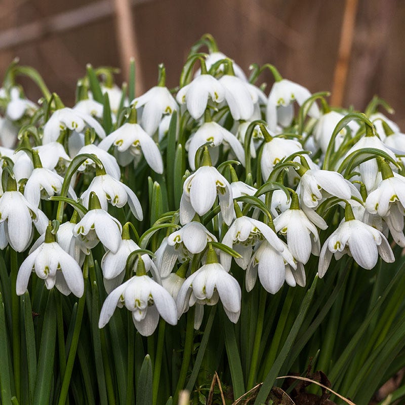 Early Spring Blooming Bulb Collection - Image 4