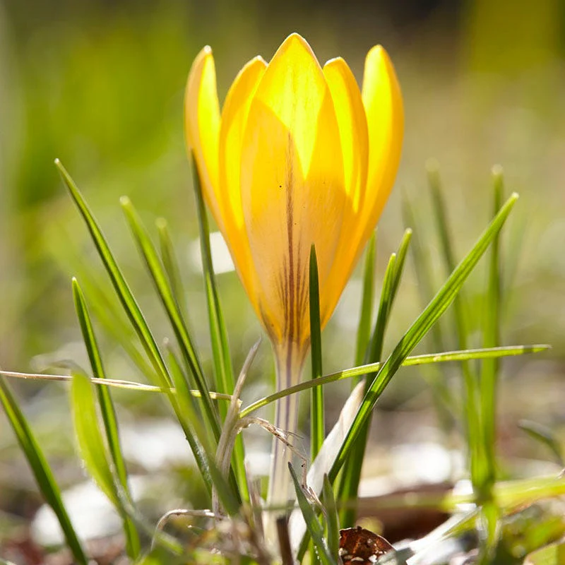 Early Spring Blooming Bulb Collection - Image 5