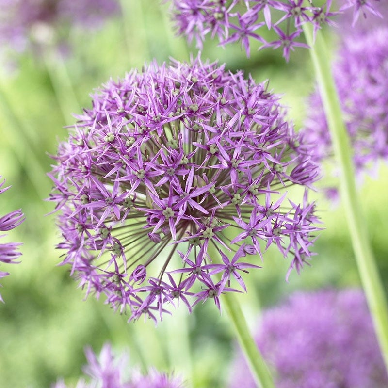Endless Allium Bulb Collection - Image 6