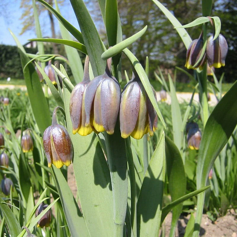 Fox's Grape Fritillary - Image 3