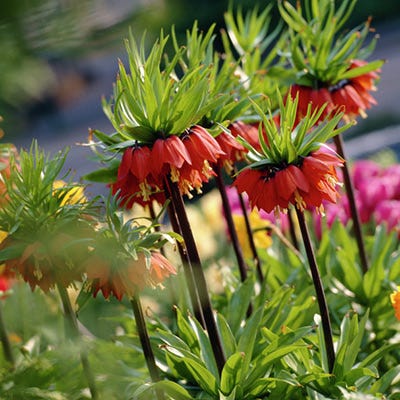 Red Crown Imperial - Image 3