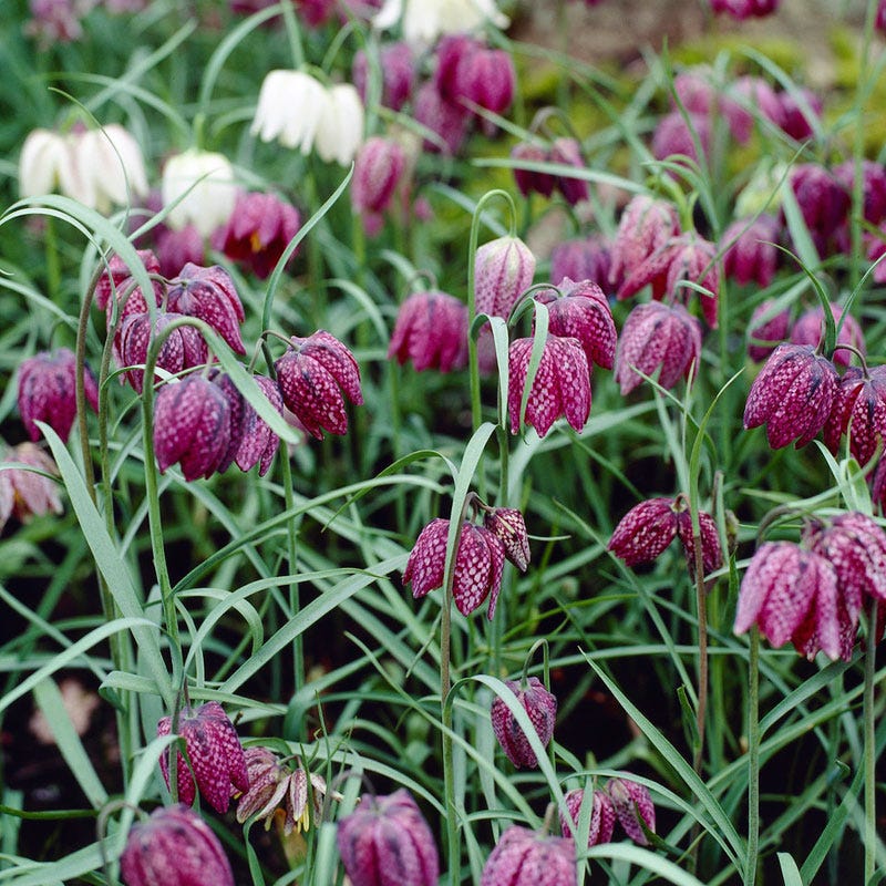Snake's Head Fritillary - Image 3