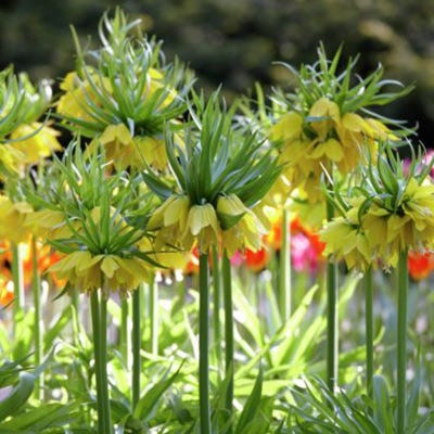 Yellow Crown Imperial - Image 3